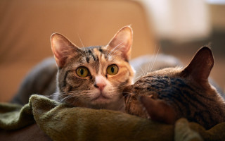 Cat blanket couch chippy animal - ascii art free wallpaper