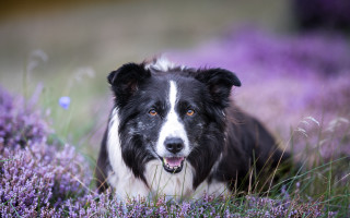 Dog lavender field smile puzzle - a field of lavender free wallpaper