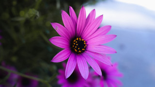 Purple flower macro blurry background 9 - a black center free wallpaper