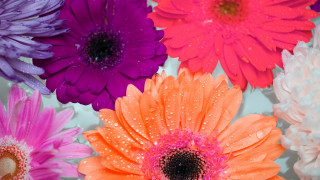 Flowers water droplets vase vivid - rich free wallpaper