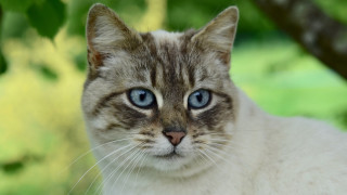 Blue eyes cat under tree - a blurry background of grass and trees free wallpaper