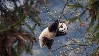 Panda climbing tree forest autumn - a tree branch in a forest free wallpaper