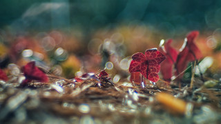 Red flower water droplets macro 21 - a red flower free wallpaper