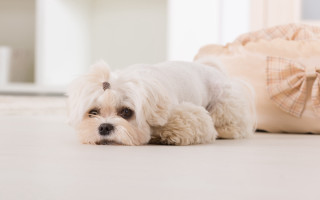 Small white dog laying luggage - diffuse free wallpaper