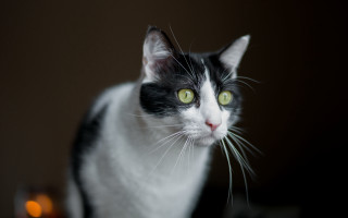 Black cat green eyes portrait 4 - cat free wallpaper