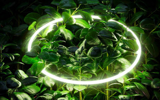 Light circle green leaves night - cerith wyn evans free wallpaper