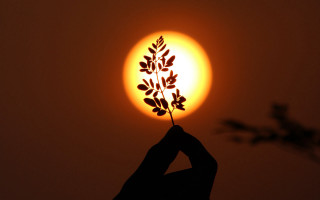 Person plant sun dark background - sun free wallpaper