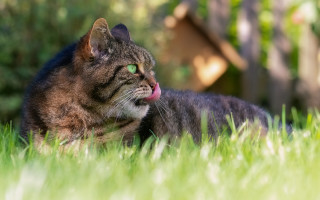 Cat grass tongue house nature - its tongue free wallpaper