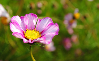 Pink flower yellow center field 4 - constance copeman free wallpaper