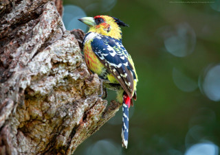 Colorful bird tree branch forest - fauvism free wallpaper