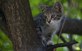 Kitten climbing tree forest green 2 - a tree branch in a forest area free wallpaper