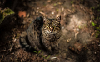 Cat dirt outdoors bokeh focus - the camera mans eye free wallpaper