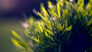 Water droplets bamboo leaves bokeh - a close up of a plant free wallpaper