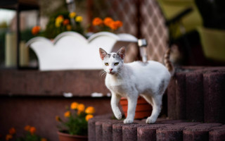 White cat outside flower sink - a house free wallpaper