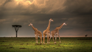 Giraffes field cloudy sky tree - a field under a cloudy sky free wallpaper