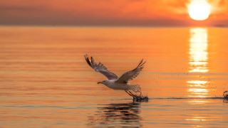 Bird seagull sunset water outerdoor - over the water free wallpaper