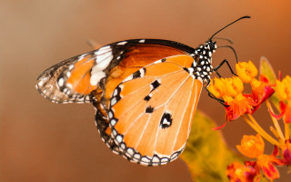 Butterfly flower orange macro autumn - the flower free wallpaper