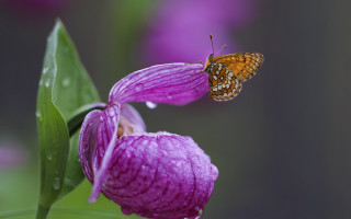 Butterfly purple flower water drops - brenda chamberlain free wallpaper for desktop