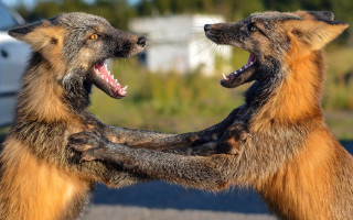 Furry fight cat dinosaur blurry - a car in the background free wallpaper