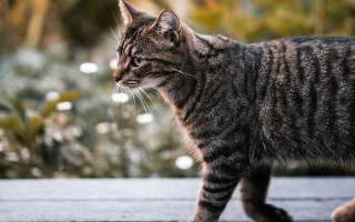 Cat sidewalk bush flowers shallow - a bush free wallpaper