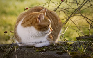Cat rock grass tree bush - a rock free wallpaper for desktop