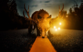 Deer antlers night road car - antler free wallpaper for desktop