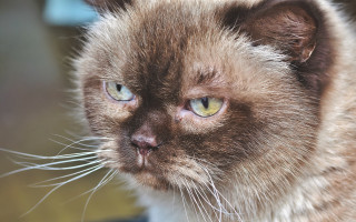 Cat green eyes blurry background 15 - green eye free wallpaper for desktop