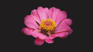 Pink flower yellow stamens black 2 - a black background behind free wallpaper