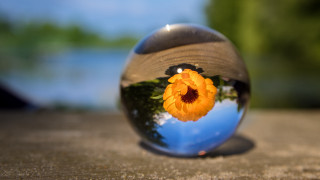 Flower reflection glassball outdoor lake - a lake in the background free wallpaper for desktop
