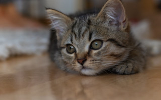 Kitten sad look floordepthfield blurry - dof free wallpaper