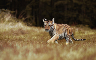 Tiger running tall grass forest - the background and a forest in the background free wallpaper