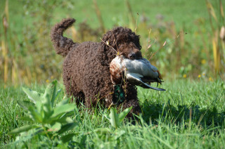 Dog holding bird field grass - a stipple free wallpaper