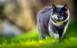 Cat walking green field sunny 2 - surrealism free wallpaper