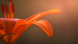 Flower drop water macro blurry - the flower free wallpaper