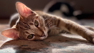 Cat shiba inu blurry depth 2 - maya free wallpaper