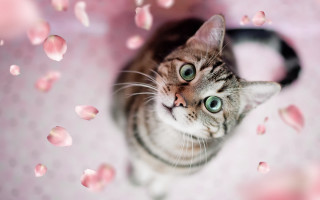 Cat pink petals green eyes - pink petal free wallpaper