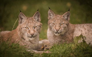 Lynx pair grass outdoors blurry - dave allsop free wallpaper
