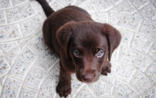 Brown puppy sad eyed tile - a tile floor free wallpaper