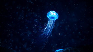 Jellyfish night snow glow bioluminescence - a jellyfish free wallpaper