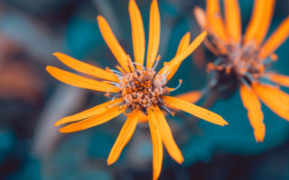 Yellow flower macro shallow depth - derek chittock free wallpaper