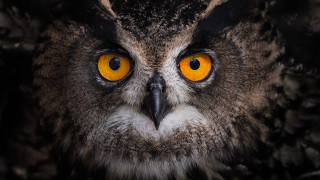 Owl yellow eyes white stripe - the eye free wallpaper