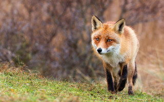 Red fox walking grassy field - a grassy field next free wallpaper