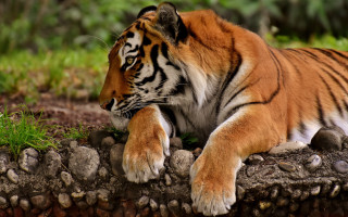 Sumatran tiger rock grass dirt - the rock free wallpaper