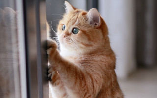 White cat blue eyes window 3 - frame free wallpaper