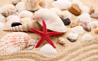 Starfish shells sandy beach red - a sandy beach free wallpaper