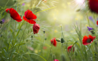 Red flowers green stem blurry - a sunbeam free wallpaper