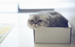 Cat box table window book - a box free wallpaper for desktop