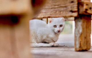 White cat under bench neoplasticism - neoplasticism free wallpaper for desktop