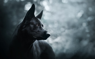 Black dog outdoor portrait blurry - a black dog free wallpaper