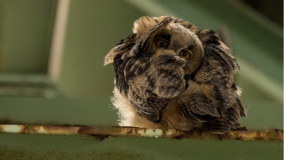 Small owl metal rail green - a small owl free wallpaper